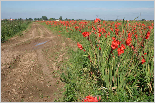 Holbeach. Champ de glaeul prs de Penny Hill